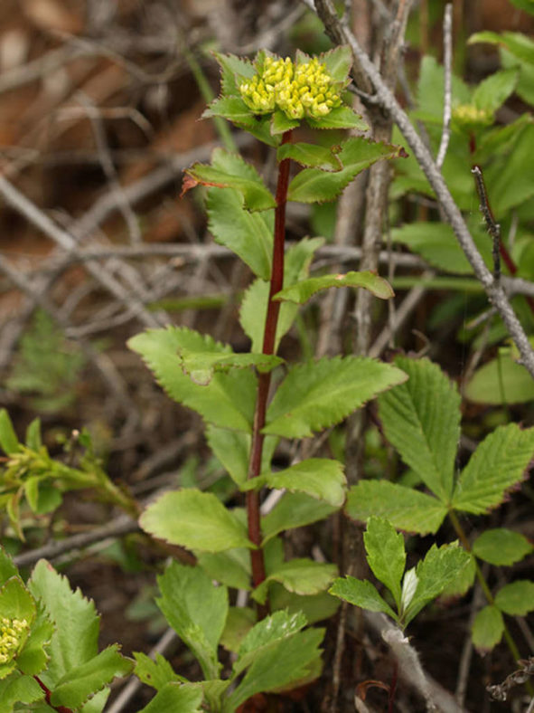 Phedimus litoralis (Popov Island Stonecrop)