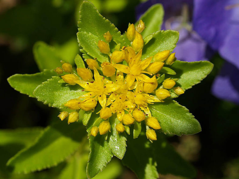 Phedimus litoralis (Popov Island Stonecrop)