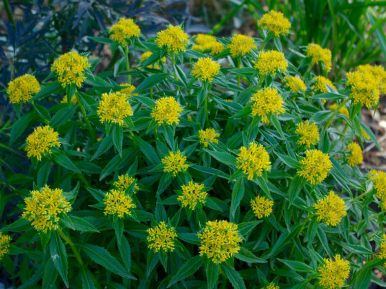 Phedimus litoralis (Popov Island Stonecrop)