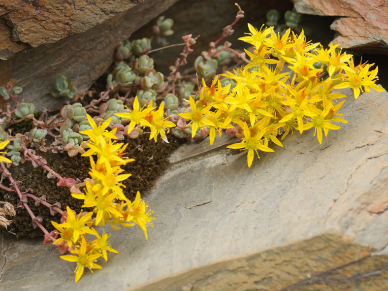 Sedum debile (Orpine Stonecrop)