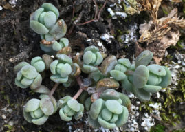 Sedum debile (Orpine Stonecrop)