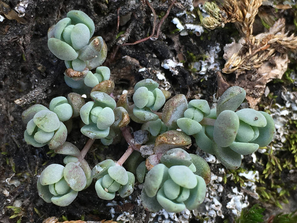 Sedum debile (Orpine Stonecrop)