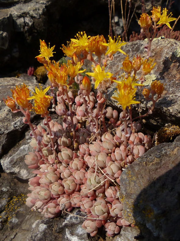 Sedum debile (Orpine Stonecrop)