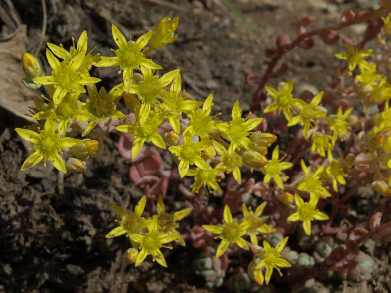 Sedum debile (Orpine Stonecrop)