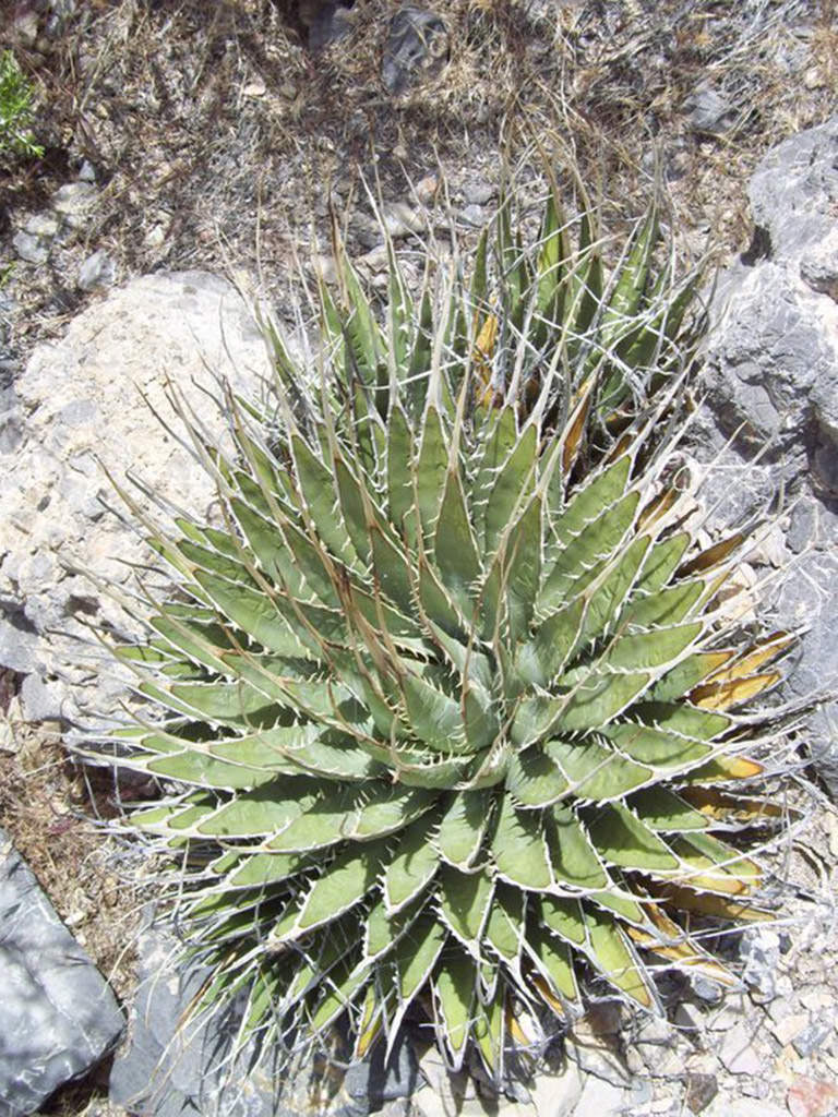 Agave utahensis var. eborispina - World of Succulents