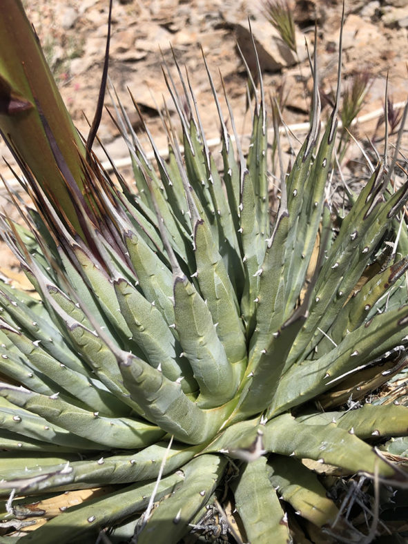 Agave utahensis var. eborispina (Ivory-spined Agave)