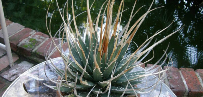 【eb0001】Agave utahensis var.eborispina Agave utahensis in habitat and in cultivation: guest post by