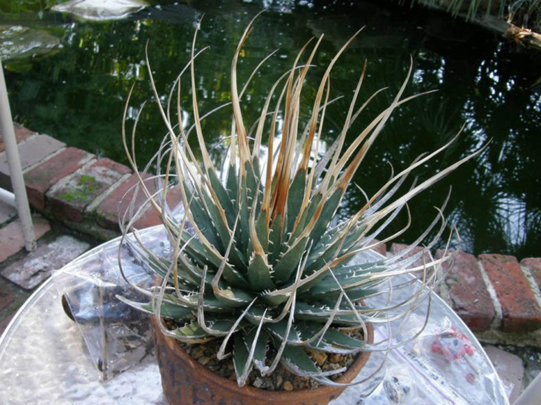 Agave utahensis var. eborispina (Ivory-spined Agave)