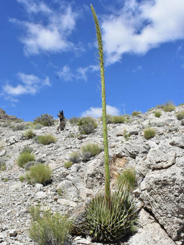 Agave utahensis var. eborispina (Ivory-spined Agave)