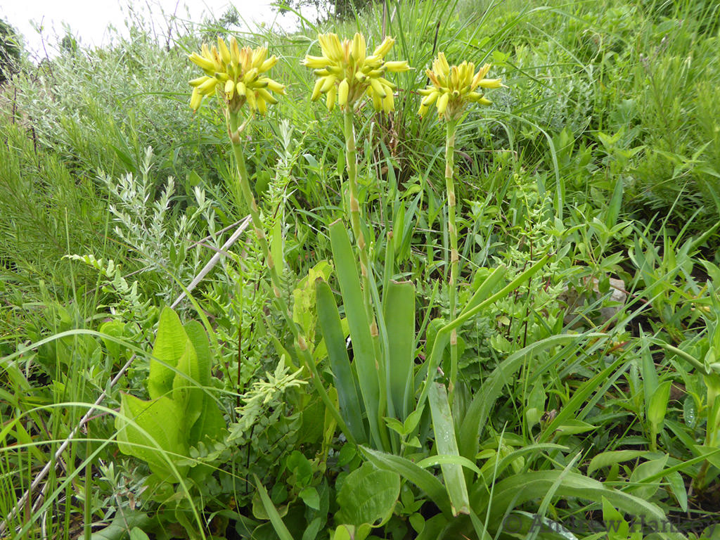 Aloe linearifolia (Dwarf Yellow Grass Aloe)