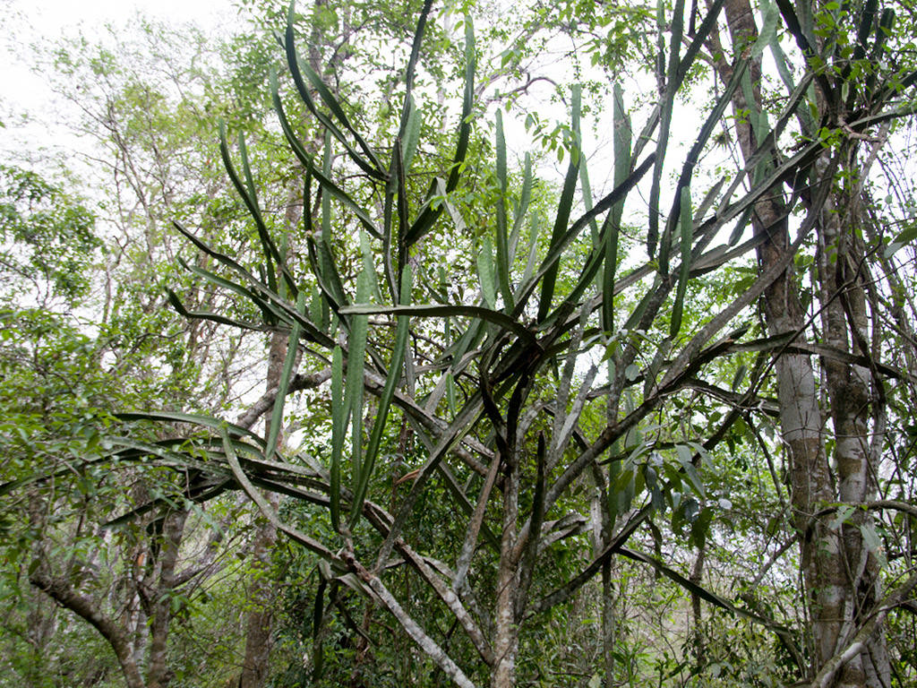 Cereus yungasensis