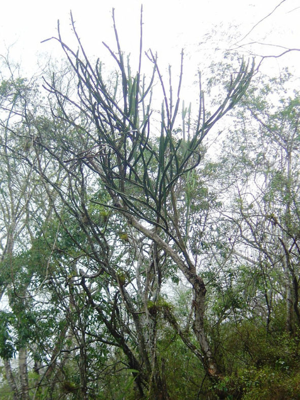 Cereus yungasensis