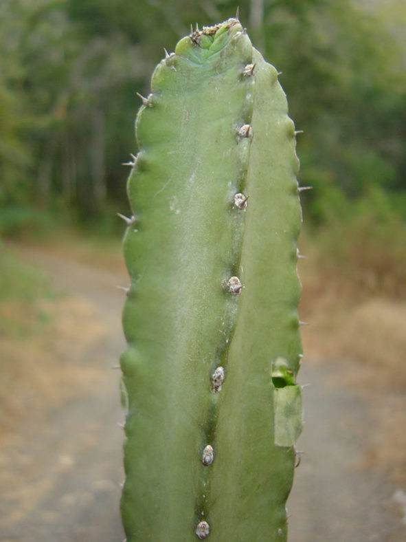 Cereus yungasensis