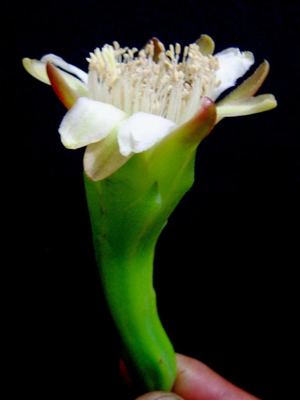 Cereus yungasensis