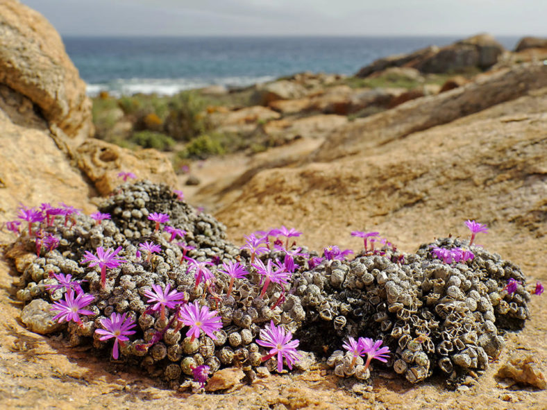 Conophytum minutum (Lesser Dumpling)