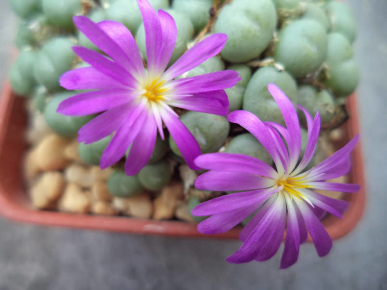 Conophytum minutum (Lesser Dumpling)