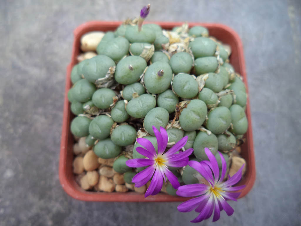 Conophytum minutum (Lesser Dumpling)