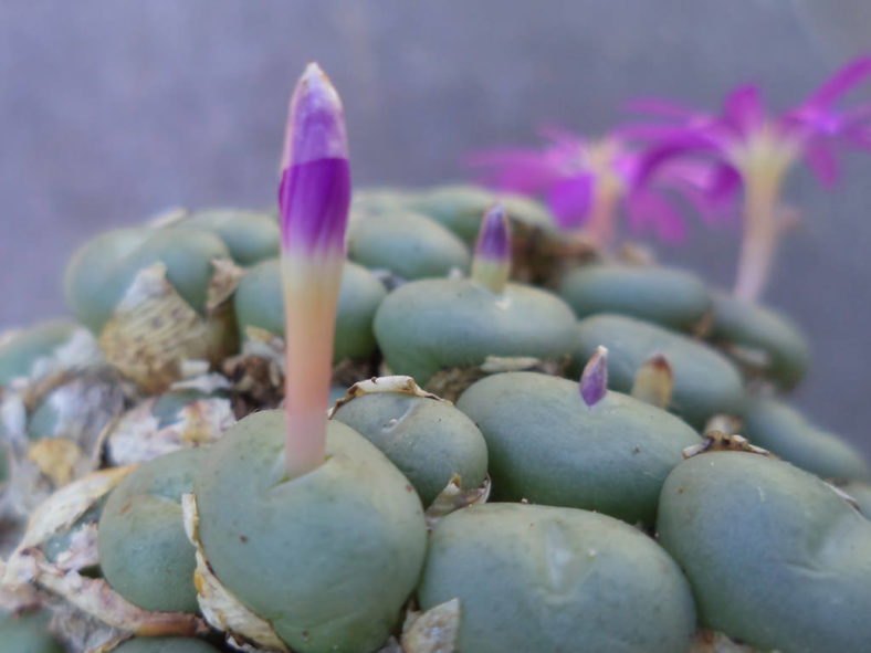 Conophytum minutum (Lesser Dumpling)