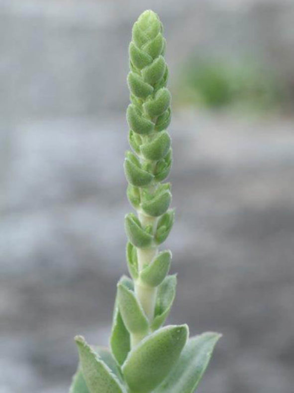 Crassula capitella subsp. sessilicymula