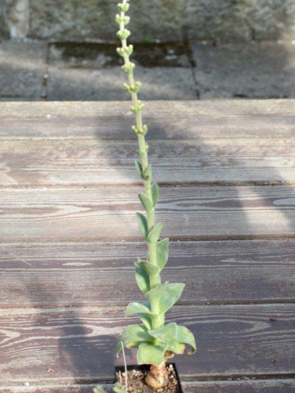 Crassula capitella subsp. sessilicymula