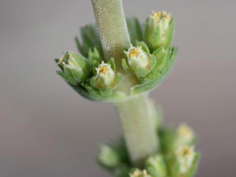 Crassula capitella subsp. sessilicymula