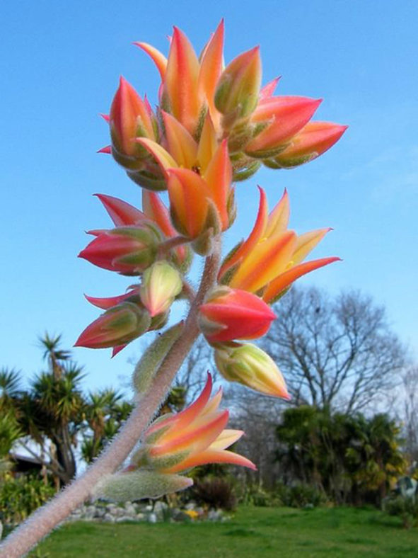 Echeveria 'Icycle' aka Echeveria 'Icicle'