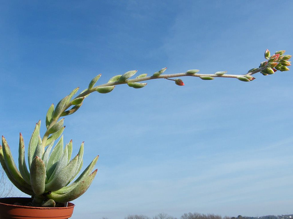 Echeveria 'Icycle' aka Echeveria 'Icicle'