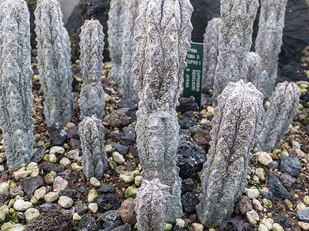 Euphorbia abdelkuri