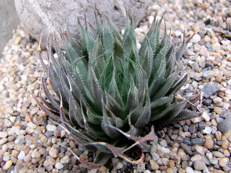 Haworthia aristata