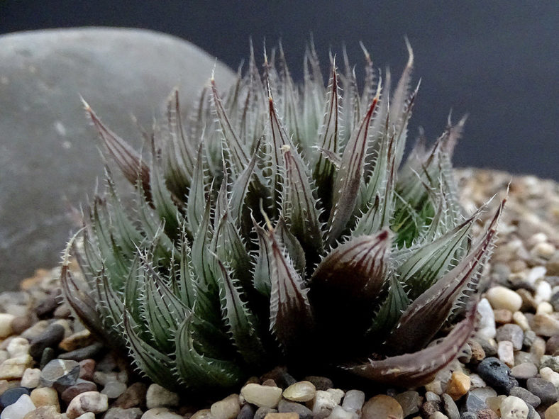 Haworthia aristata