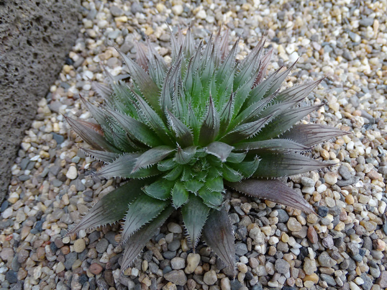 Haworthia aristata