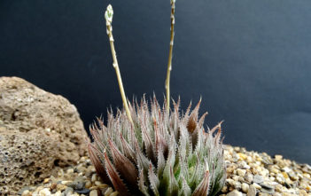 Haworthia aristata Haworthia aristata