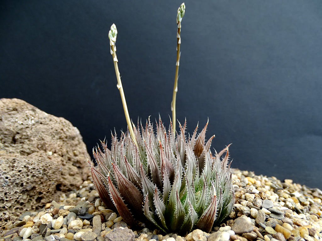 Haworthia aristata