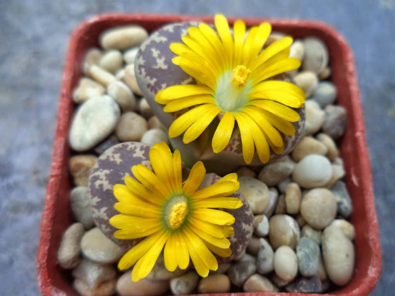 Lithops naureeniae (Living Stones)