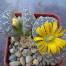 Lithops naureeniae (Living Stones) - World of Succulents