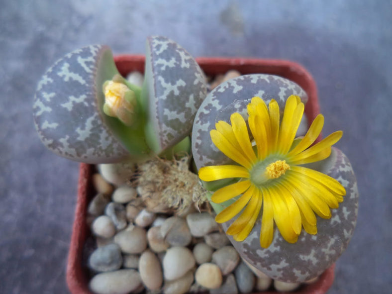 Lithops naureeniae (Living Stones)