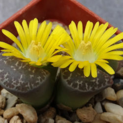 Lithops naureeniae (Living Stones) - World of Succulents