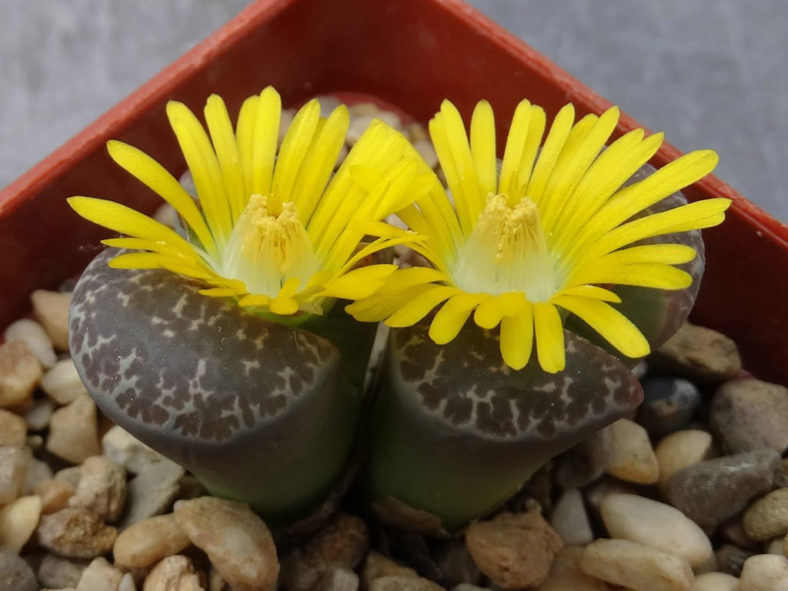 Lithops naureeniae (Living Stones)