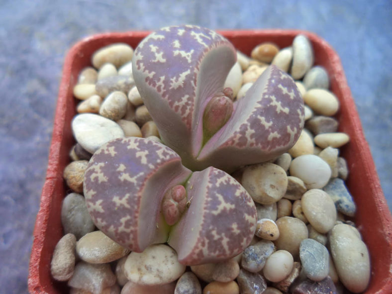 Lithops naureeniae (Living Stones)