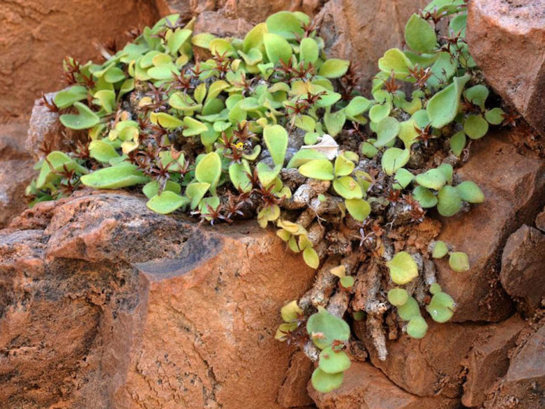 Tylecodon longipes