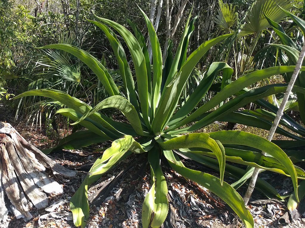 Agave caymanensis (Cayman Agave)