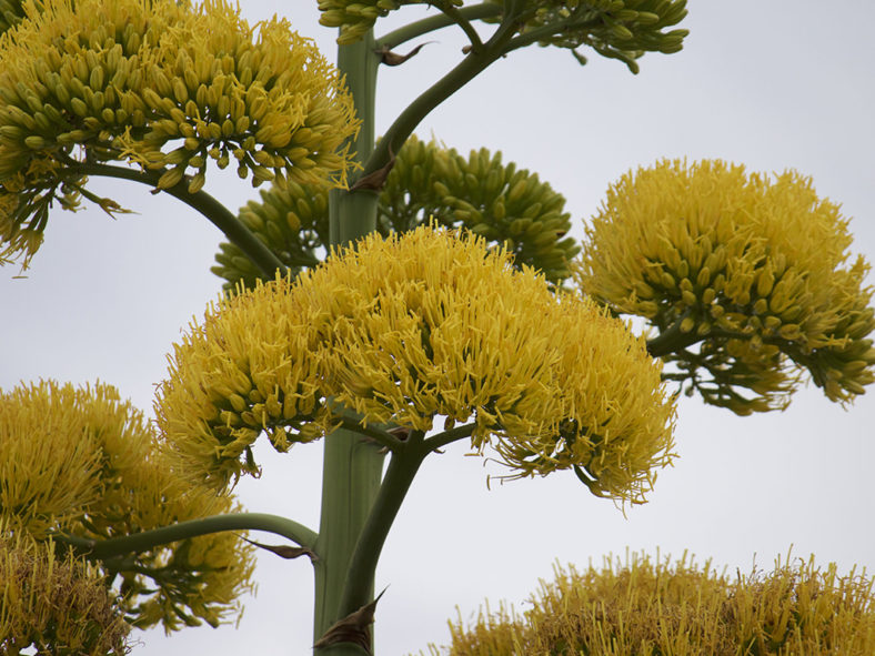 Agave caymanensis (Cayman Agave)