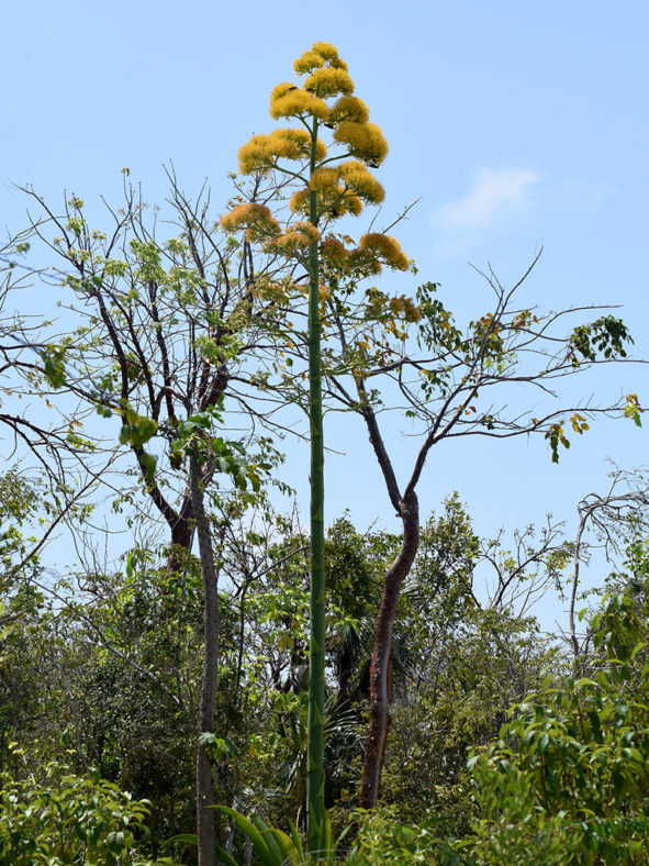 Agave caymanensis (Cayman Agave)