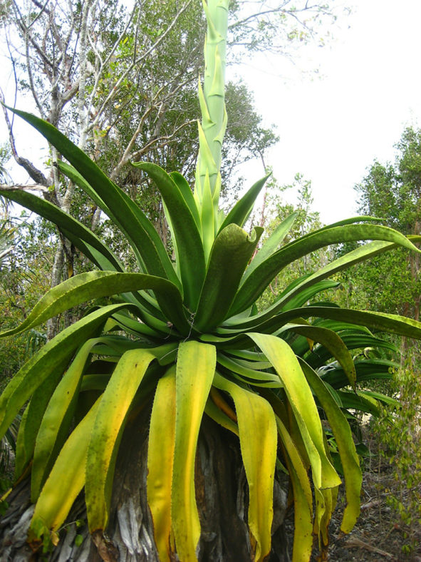 Agave caymanensis (Cayman Agave)