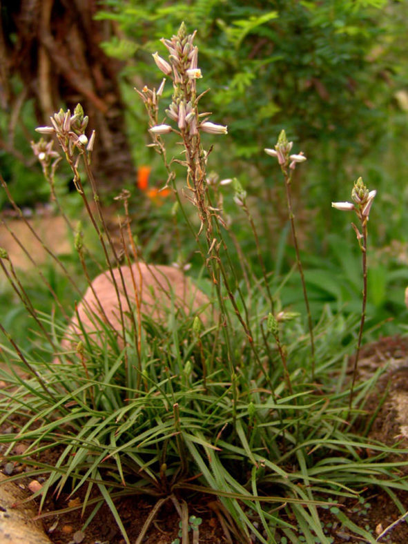 Aloe saundersiae