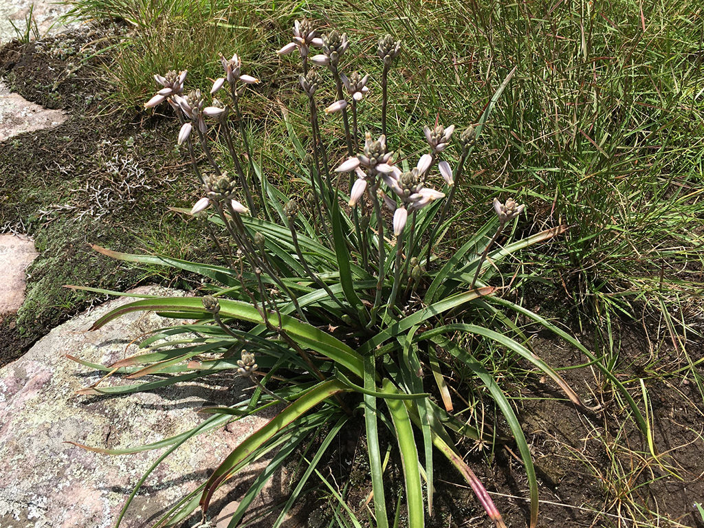 Aloe saundersiae