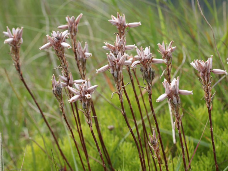 Aloe saundersiae