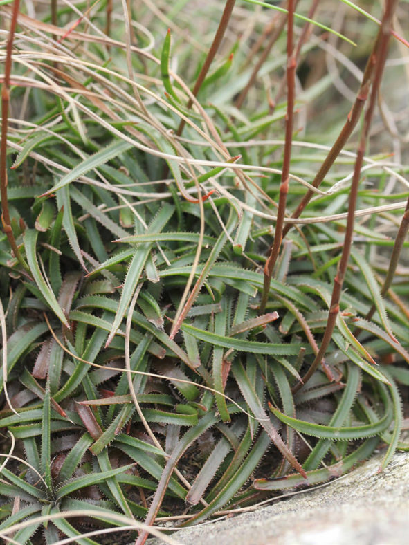 Aloe saundersiae