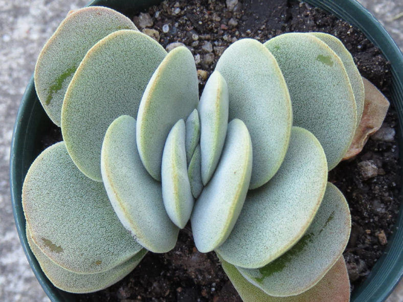 Crassula 'Alice Herbert'