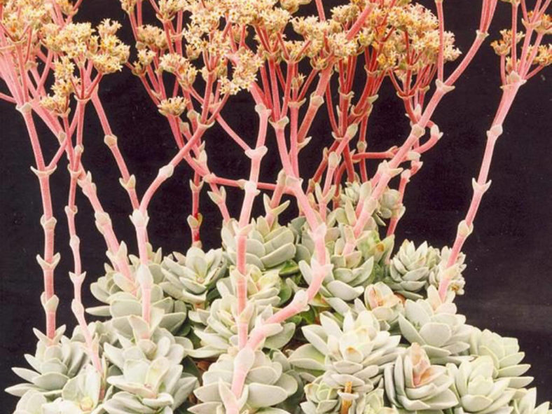 Crassula 'Alice Herbert'